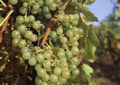 Viticulteur Haute Savoie