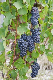 Viticulteur Haute Savoie